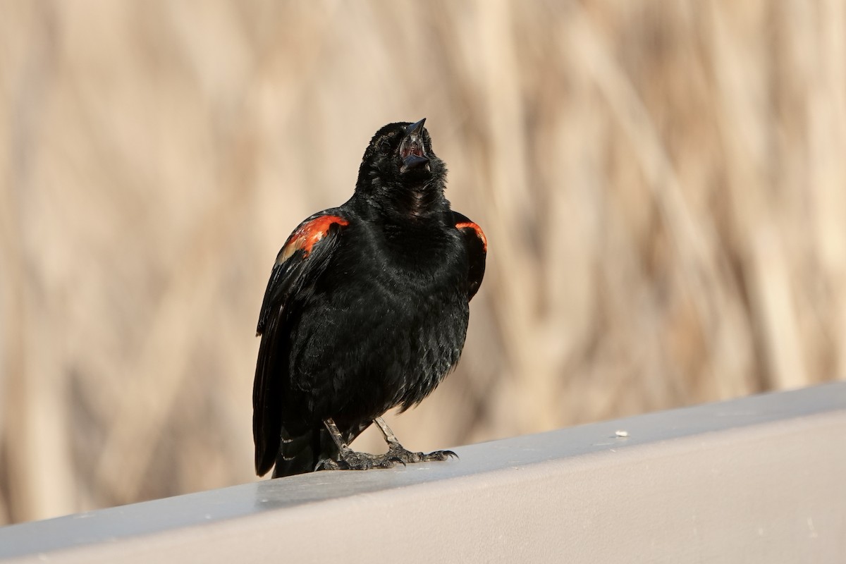 Red-winged Blackbird - ML617530127