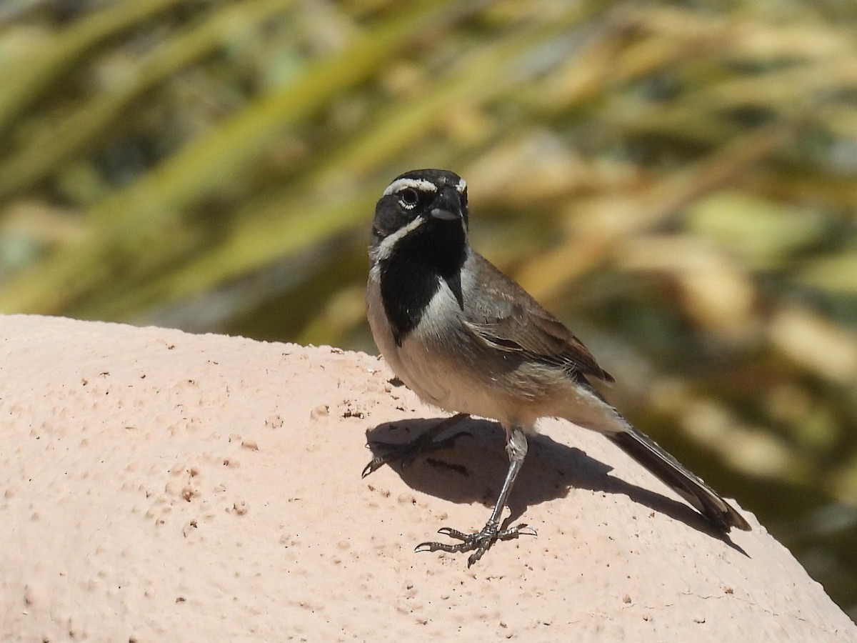 Black-throated Sparrow - Harriet Neill