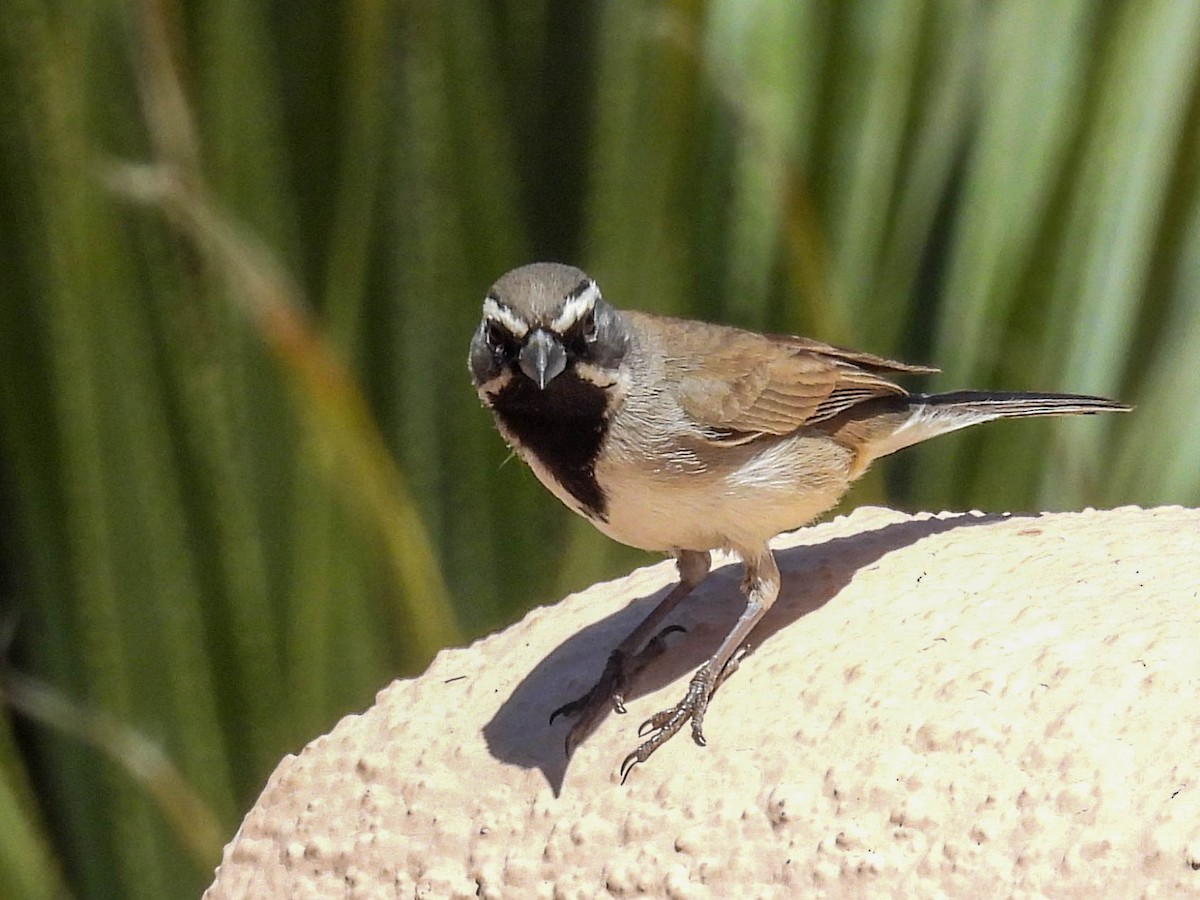 Black-throated Sparrow - ML617530130
