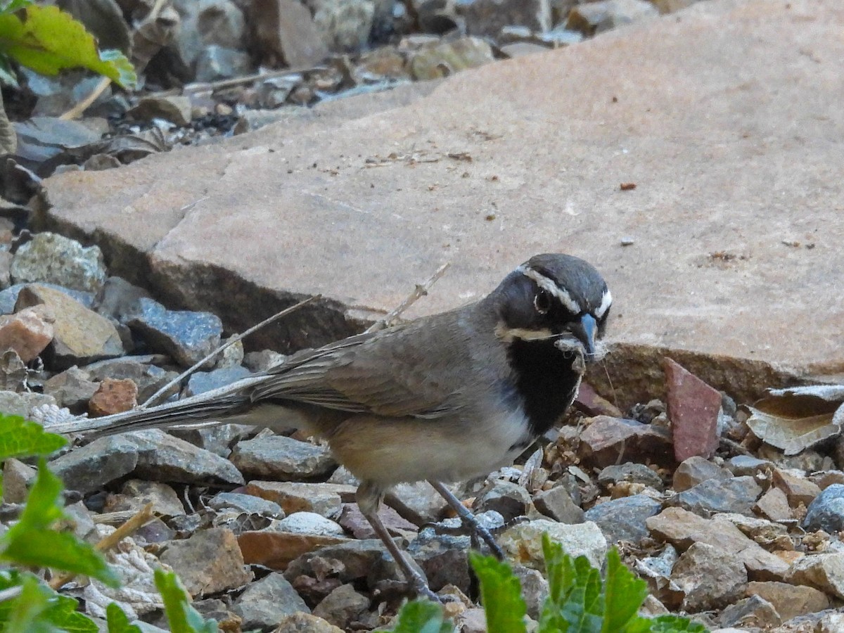 Black-throated Sparrow - ML617530131