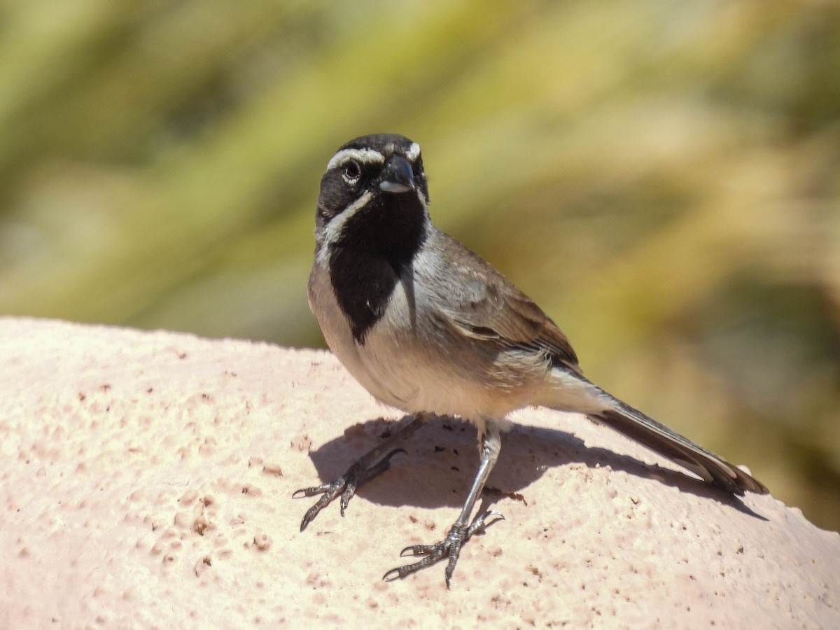 Black-throated Sparrow - Harriet Neill