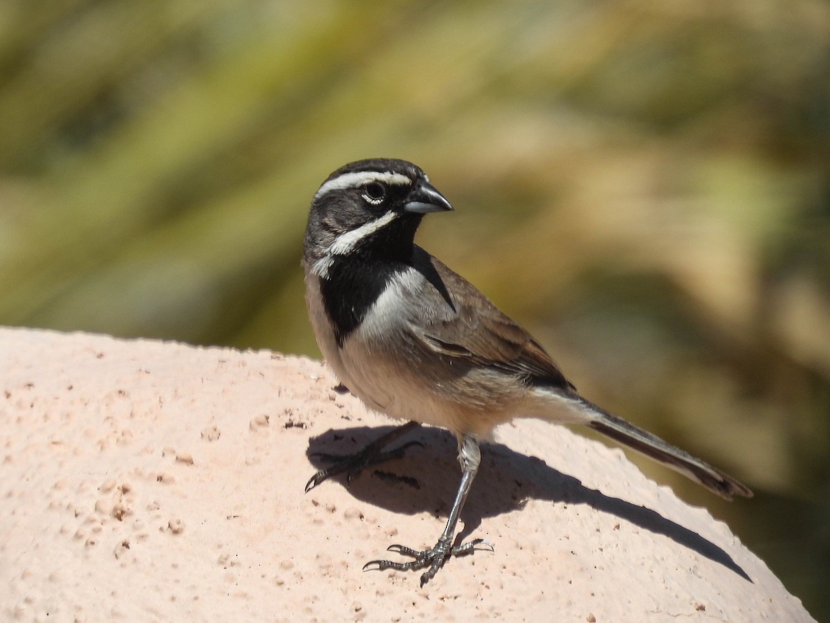 Black-throated Sparrow - ML617530133