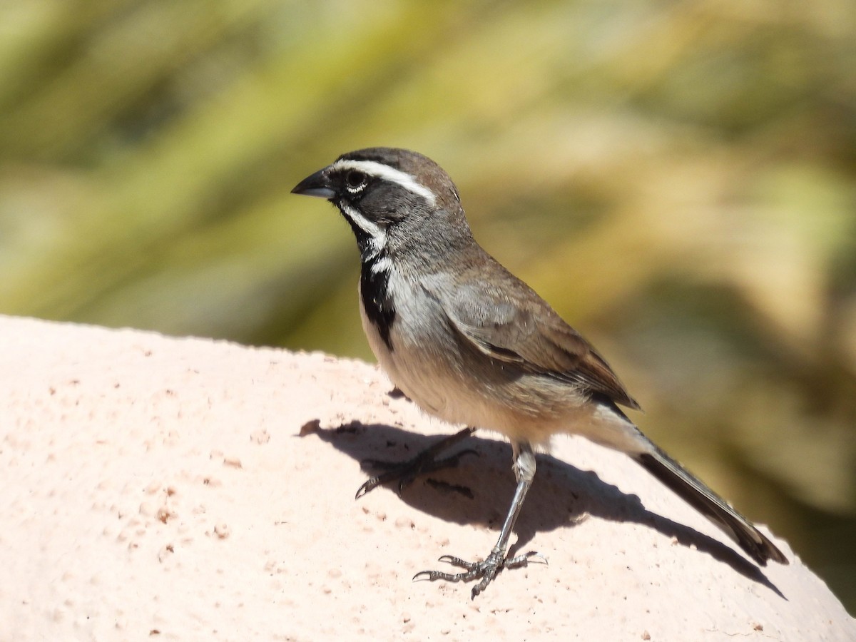 Black-throated Sparrow - ML617530134