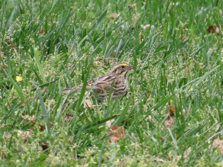 Savannah Sparrow - ML617530135