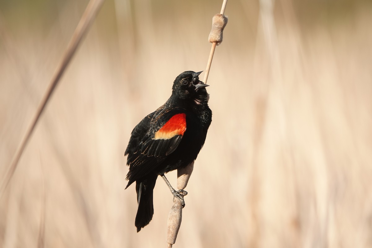 Red-winged Blackbird - ML617530136