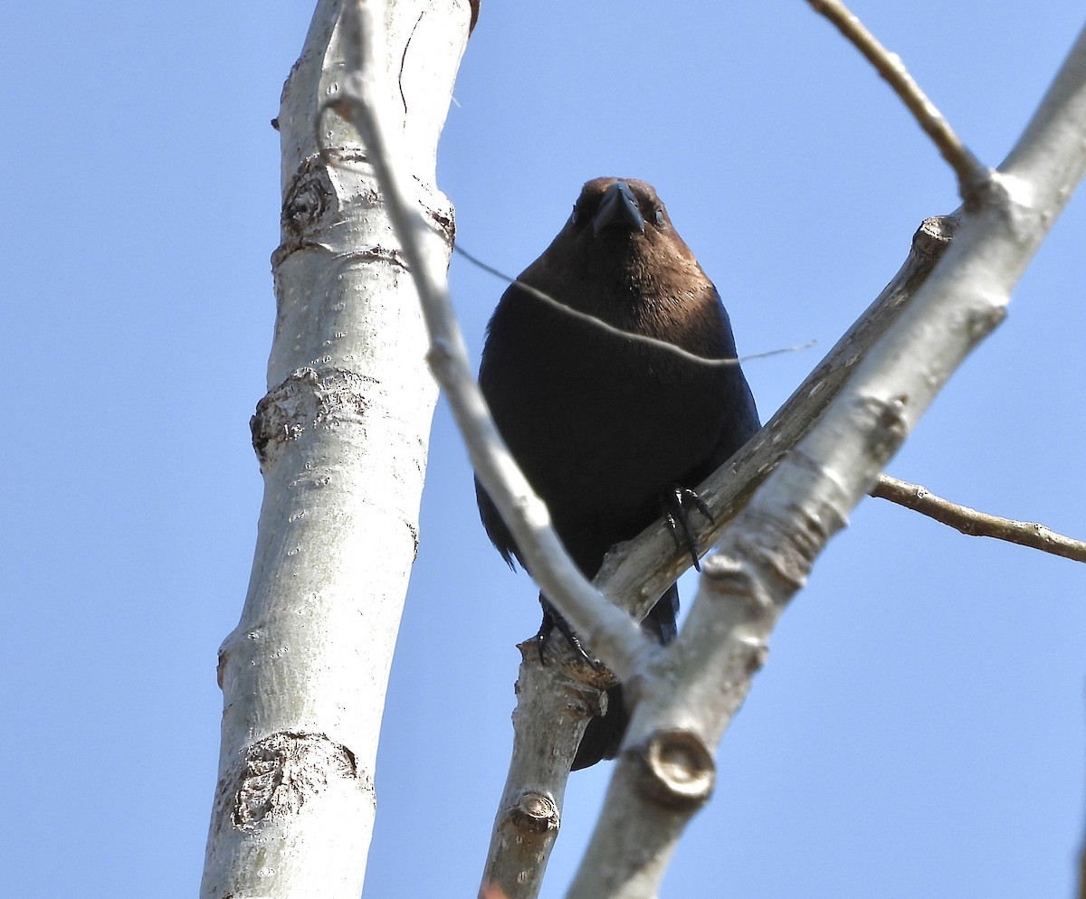 Brown-headed Cowbird - Nui Moreland