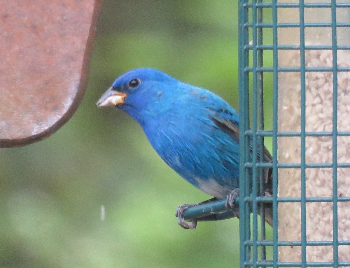 eBird Checklist - 17 Apr 2024 - 116 Shady Bluff Pt, Williamsburg US-VA ...