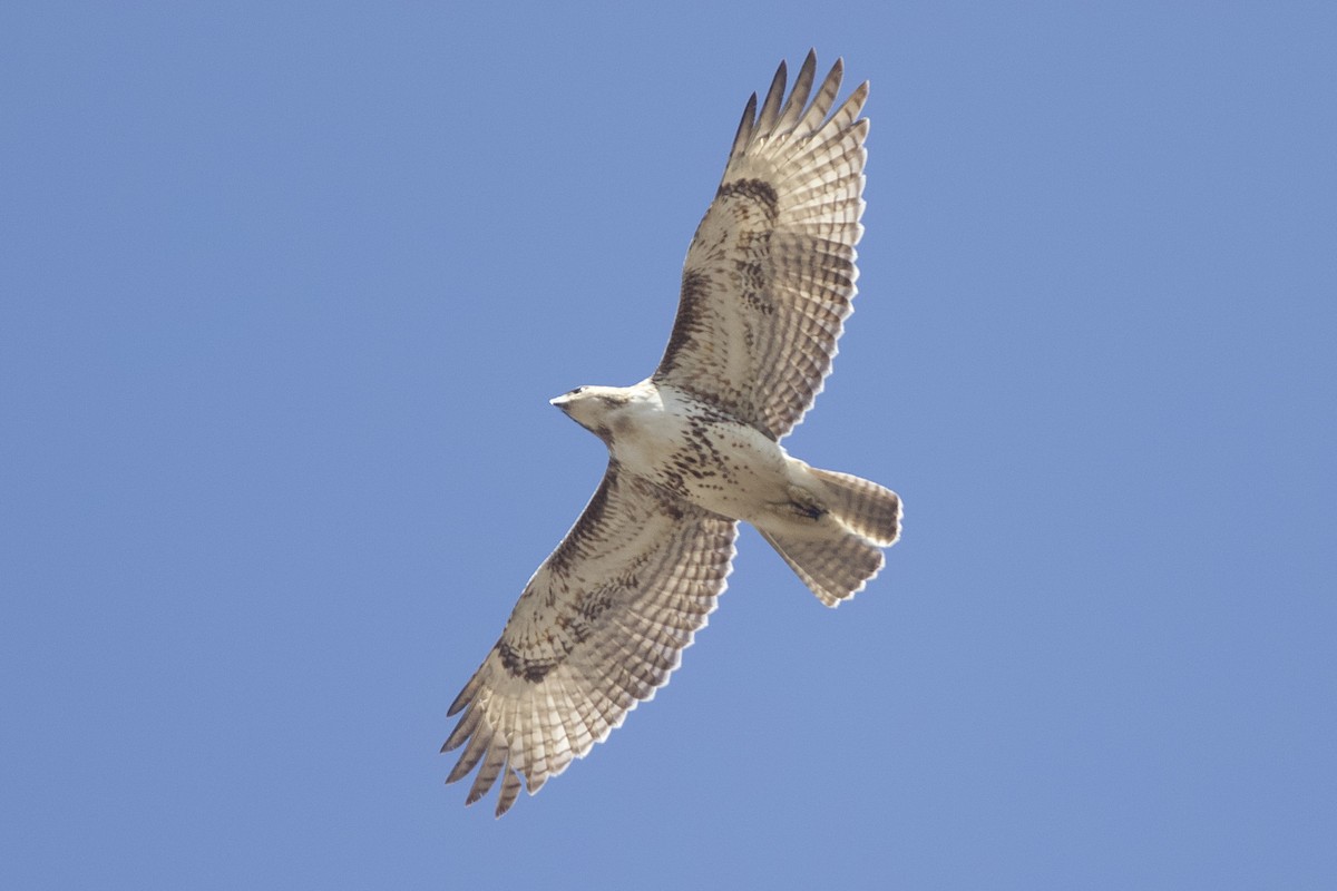Red-tailed Hawk - ML617530294
