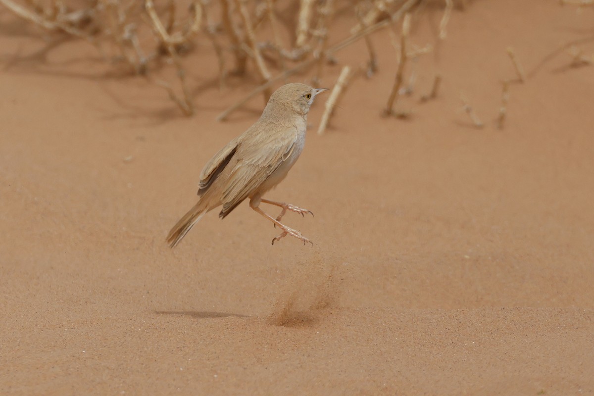 African Desert Warbler - ML617530370