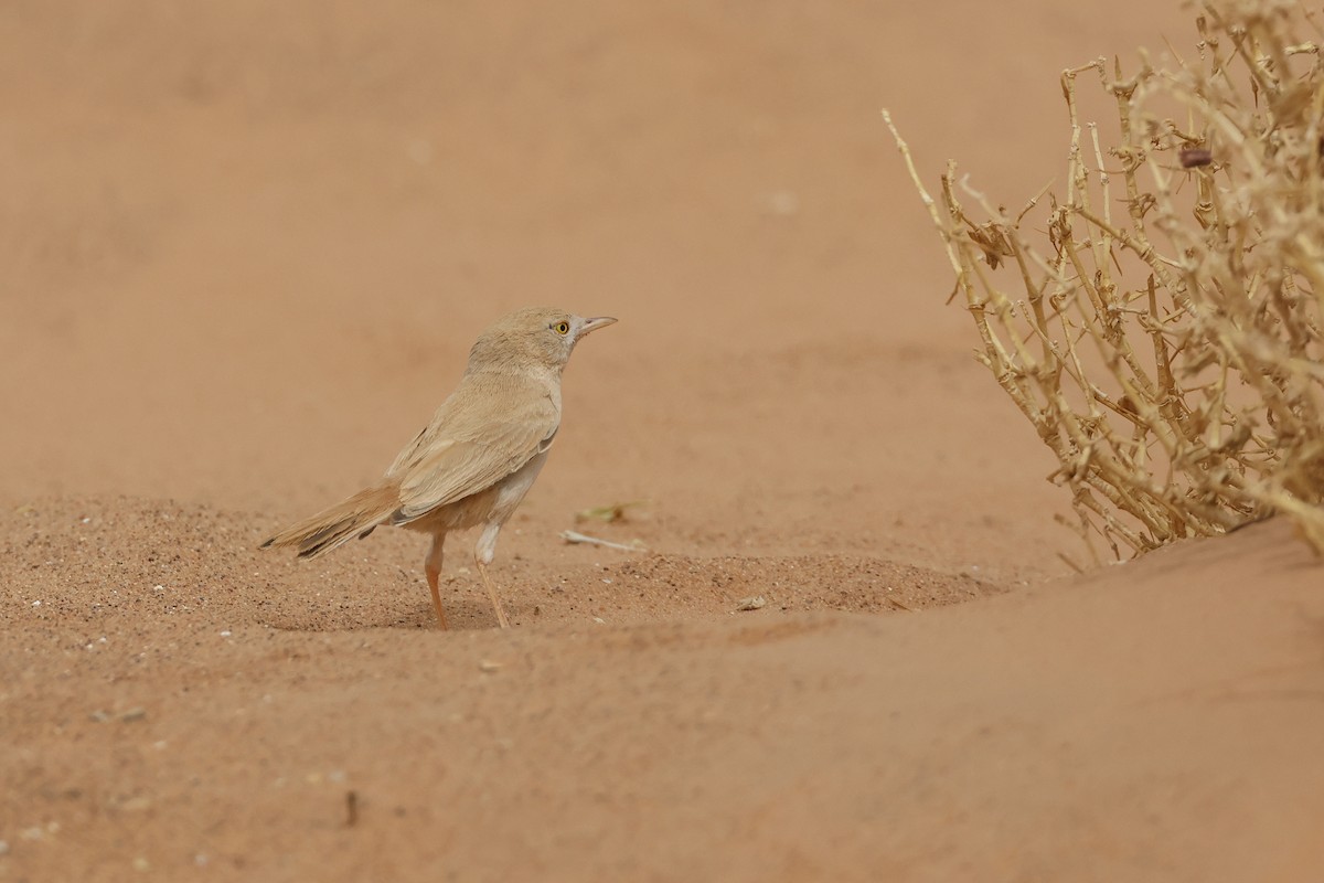 African Desert Warbler - ML617530373
