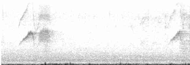 Светлобрюхий фиби - ML617530381