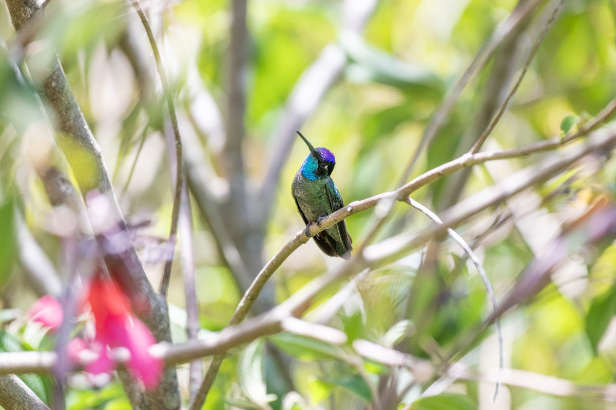 Talamanca Hummingbird - ML617530430