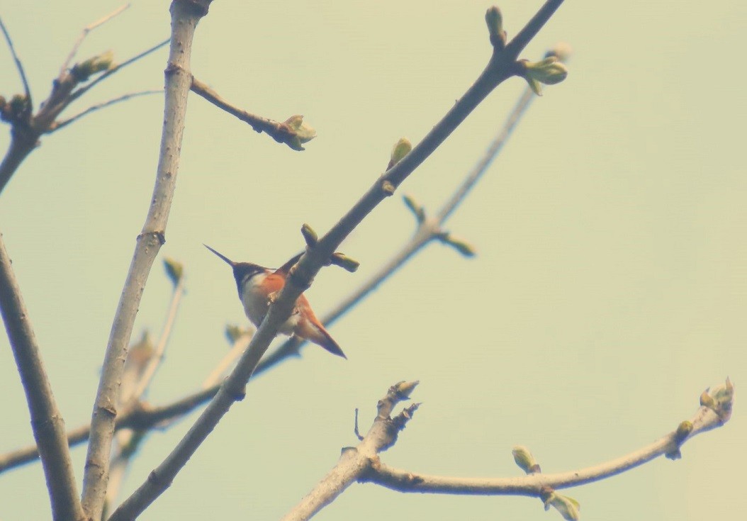 Rufous Hummingbird - Mark Vernon