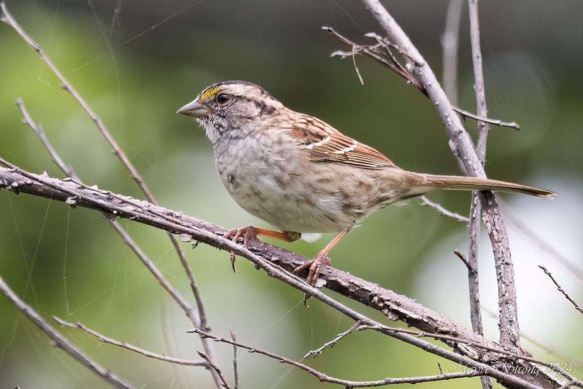 White-throated Sparrow - ML617530534
