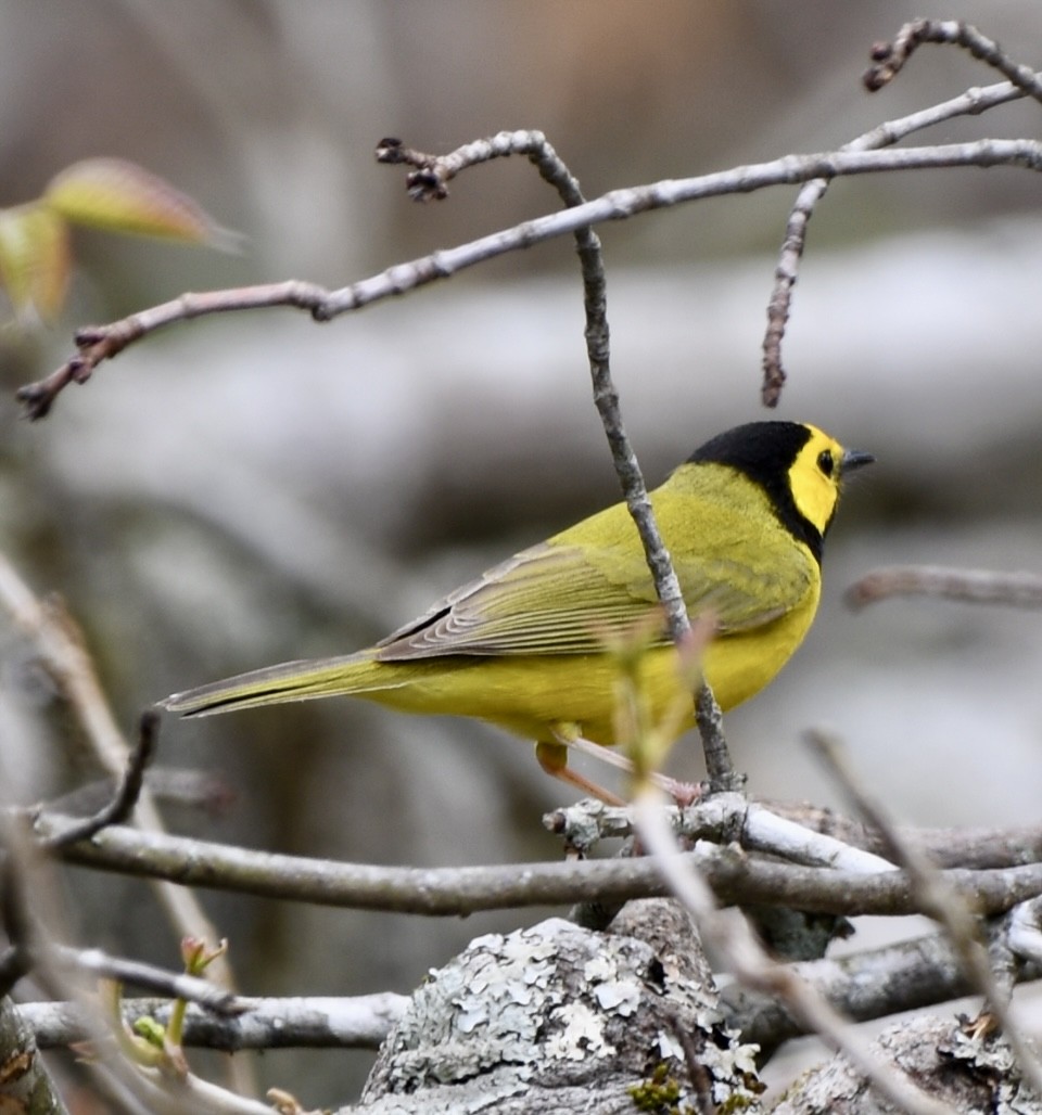 Hooded Warbler - Theresa Edwards
