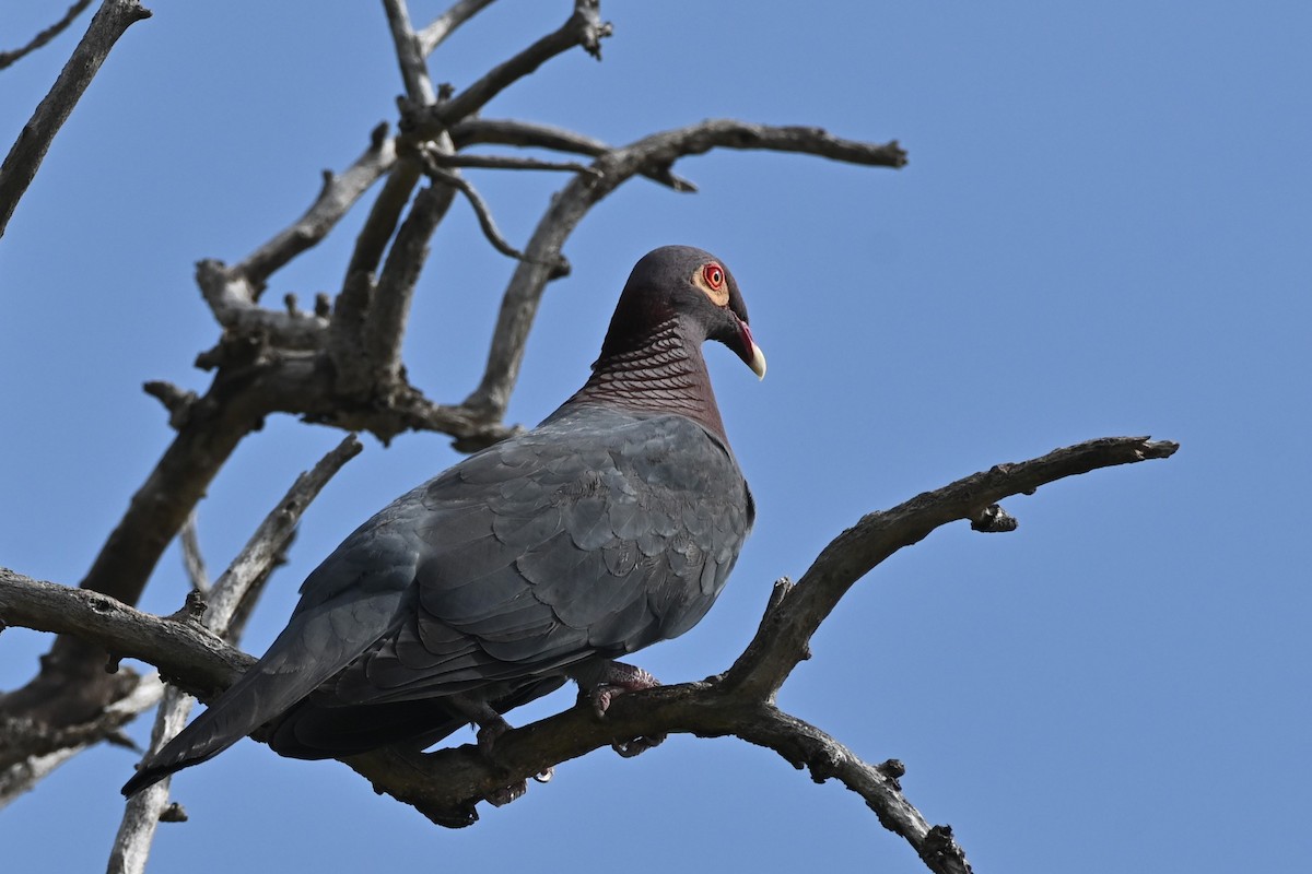 Scaly-naped Pigeon - Brad Rogers