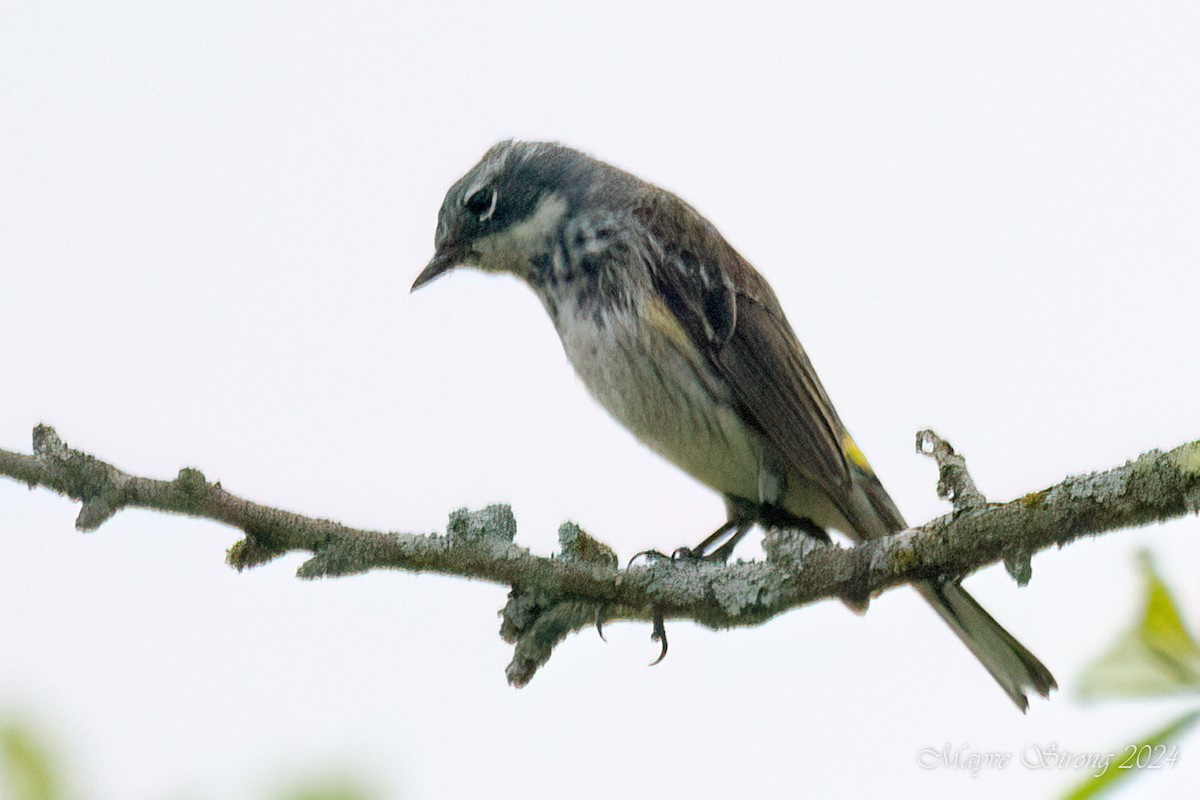 Yellow-rumped Warbler - Mayve Strong