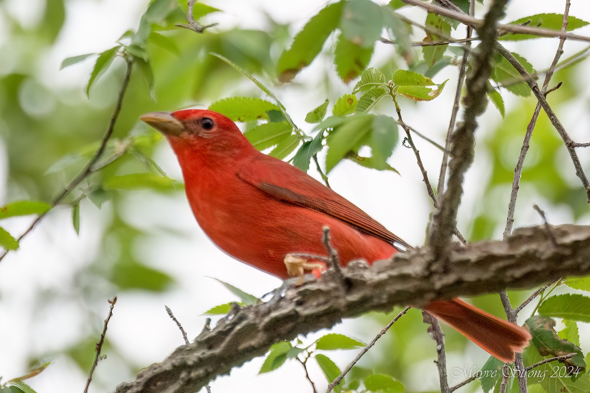 Summer Tanager - Mayve Strong