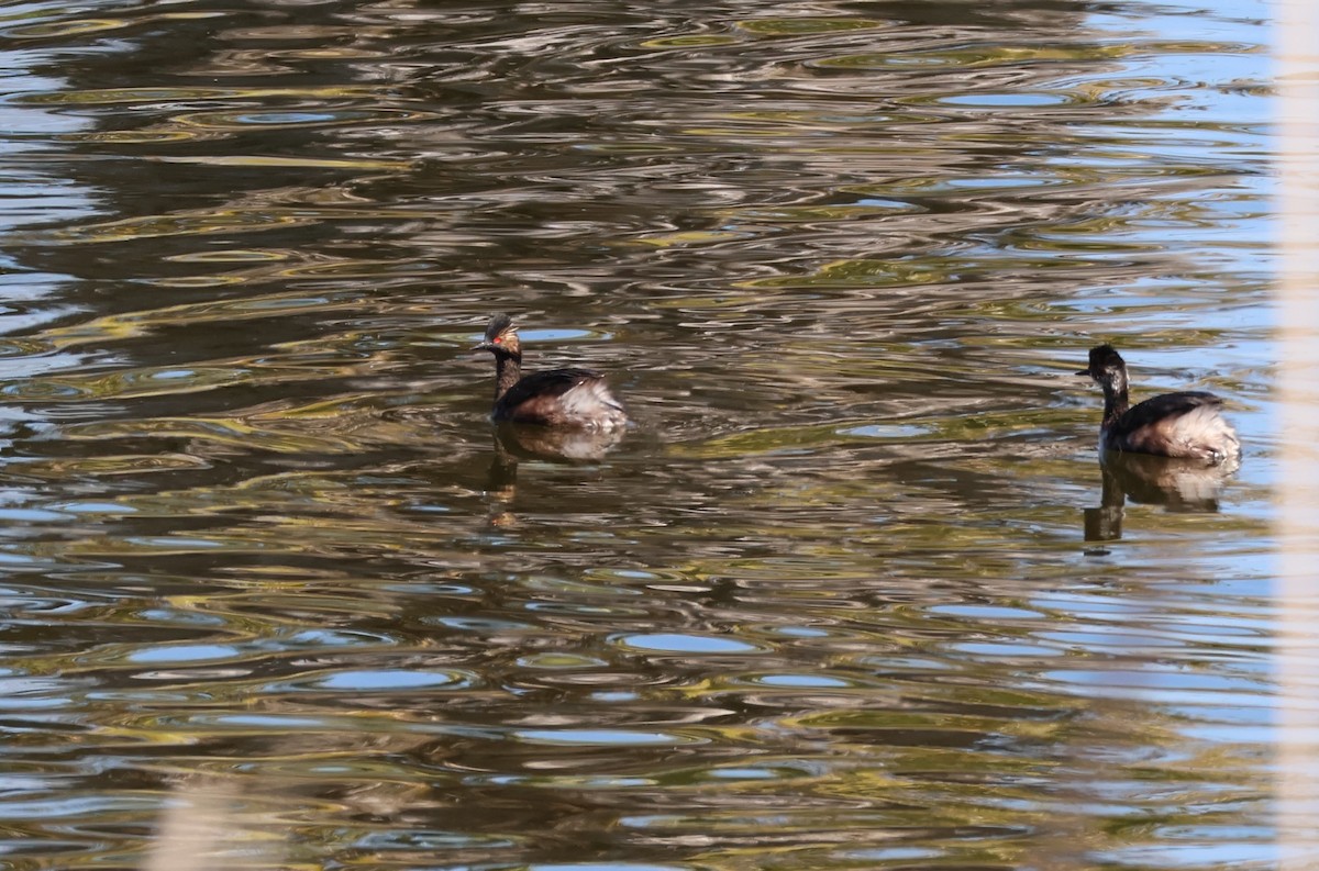 Eared Grebe - Millie and Peter Thomas