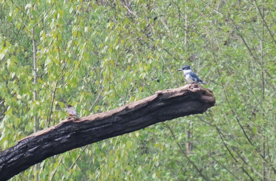 Belted Kingfisher - ML617530598
