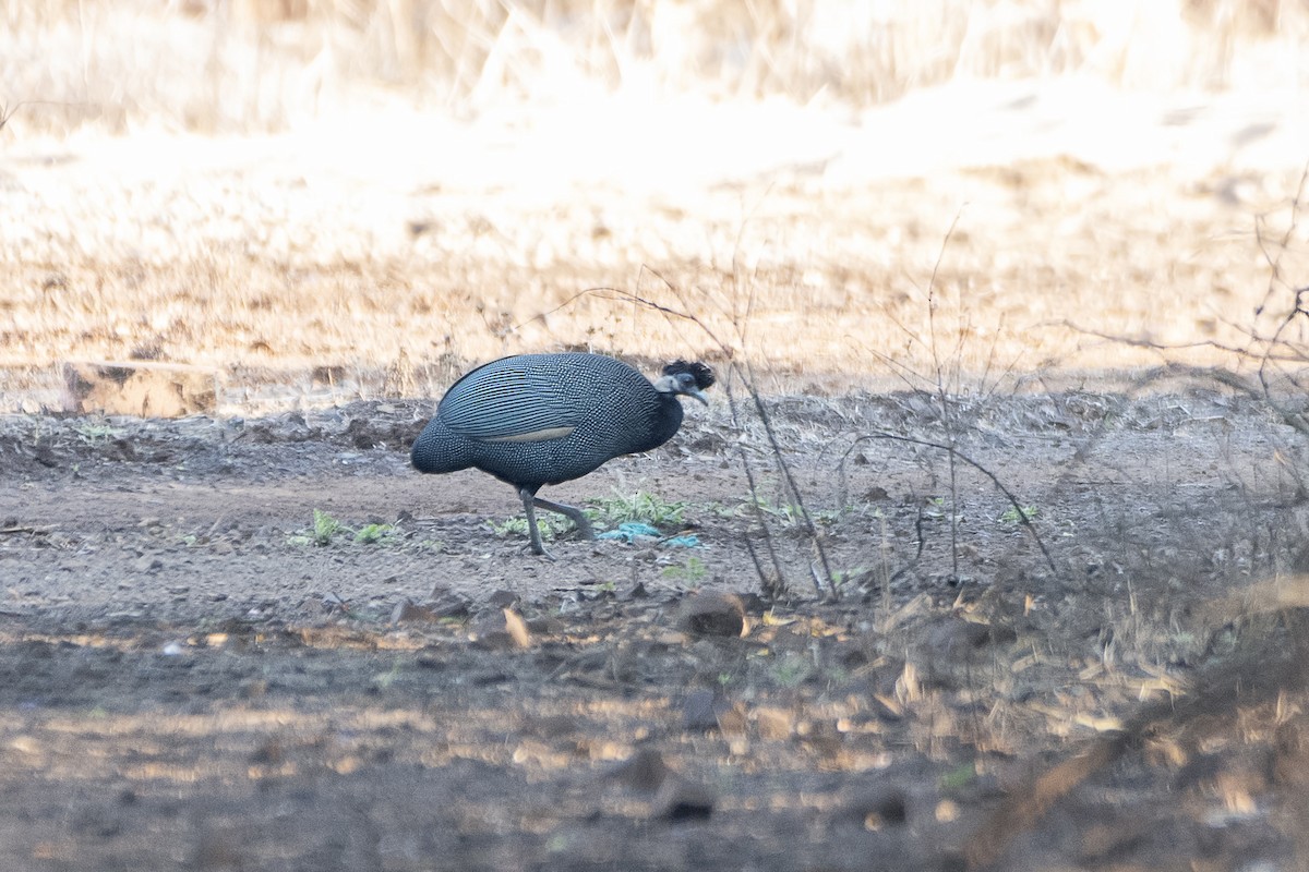 Southern Crested Guineafowl - Adam Wilson