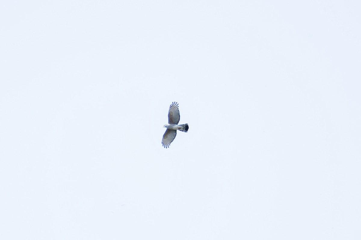 African Cuckoo-Hawk - ML617530608
