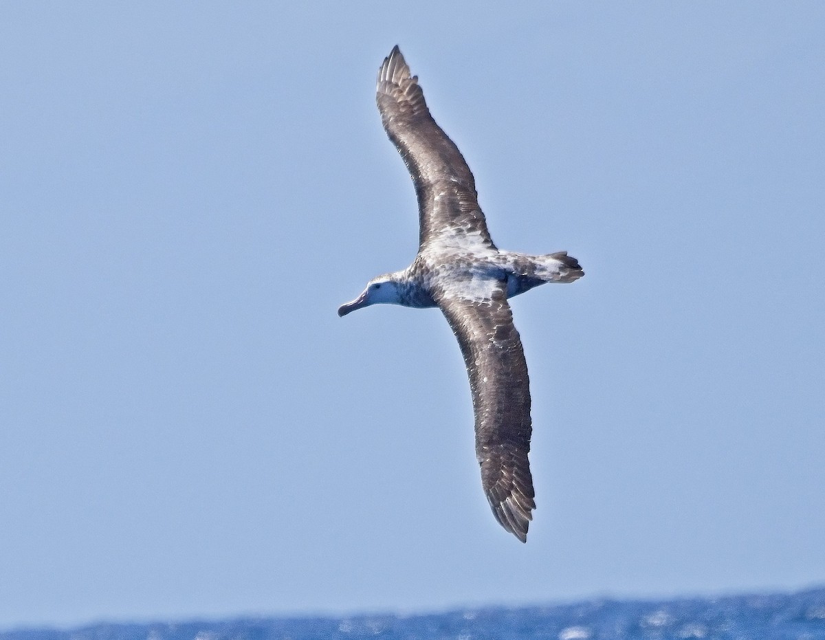 albatros stěhovavý - ML617530618