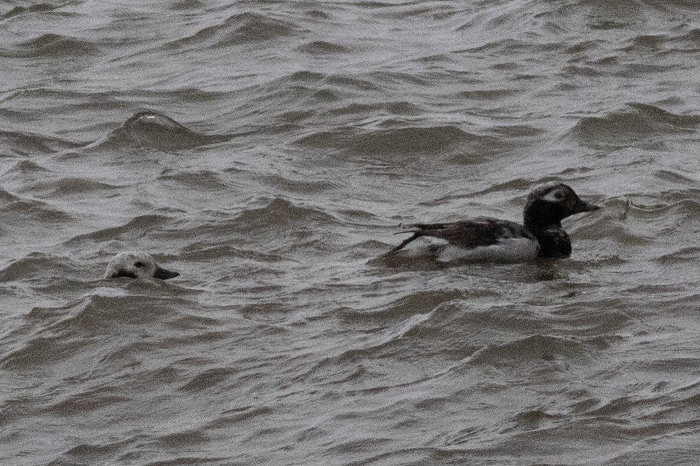 Long-tailed Duck - David Brown