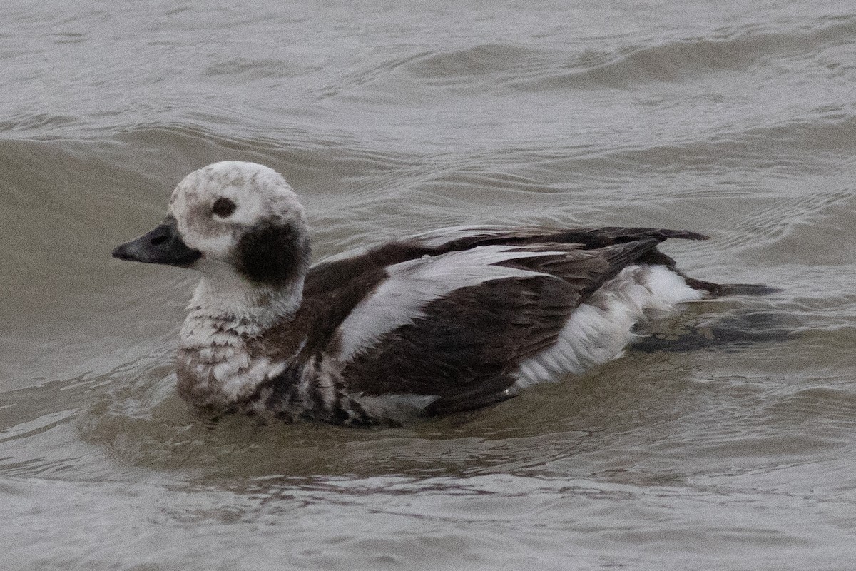 Long-tailed Duck - ML617530623