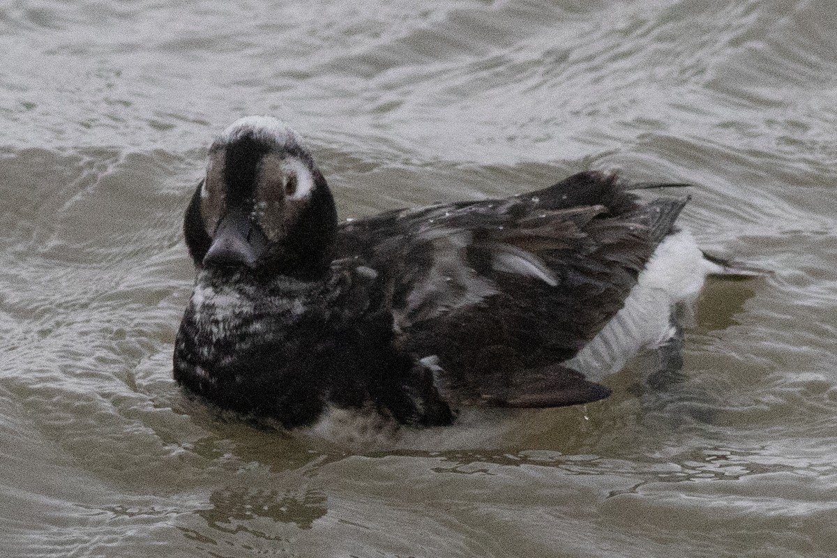 Long-tailed Duck - ML617530624