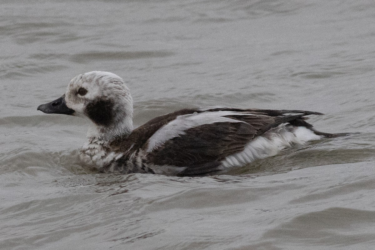 Long-tailed Duck - ML617530625