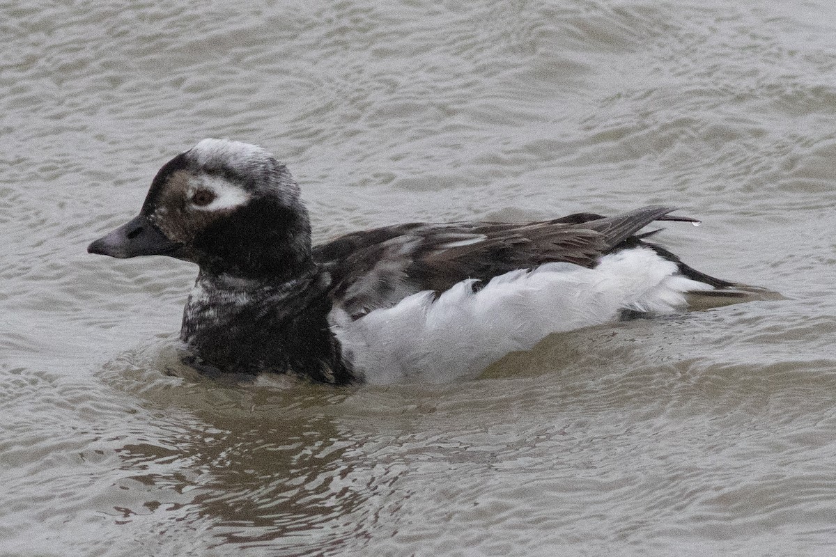 Long-tailed Duck - ML617530626