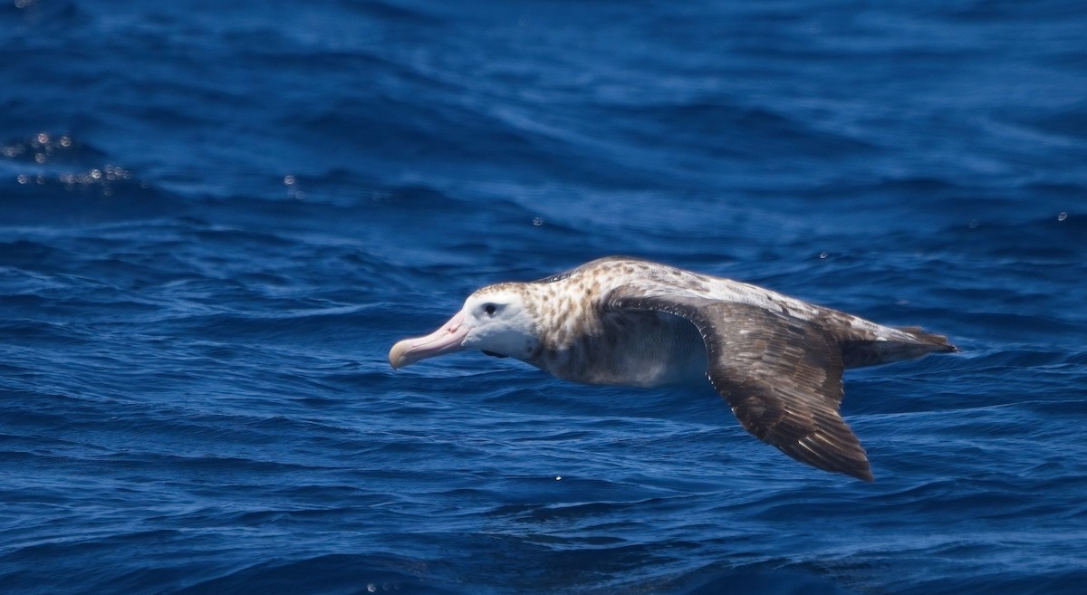 albatros stěhovavý - ML617530627