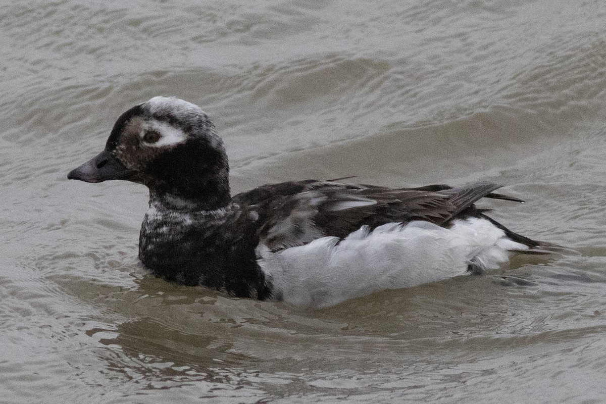 Long-tailed Duck - ML617530628