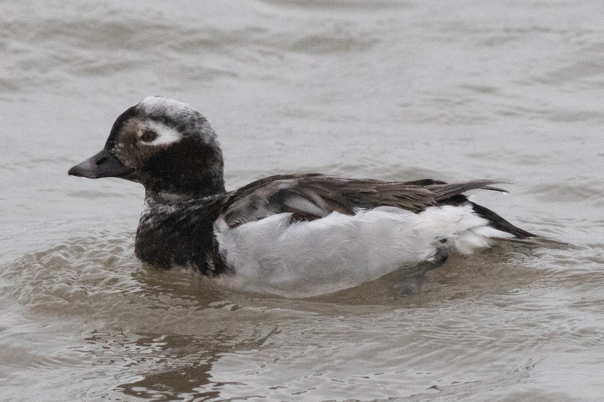 Long-tailed Duck - ML617530629