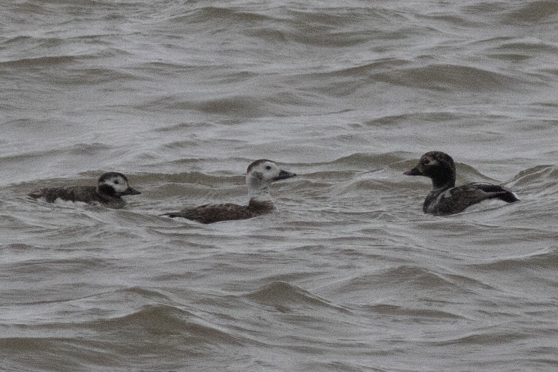 Long-tailed Duck - ML617530636