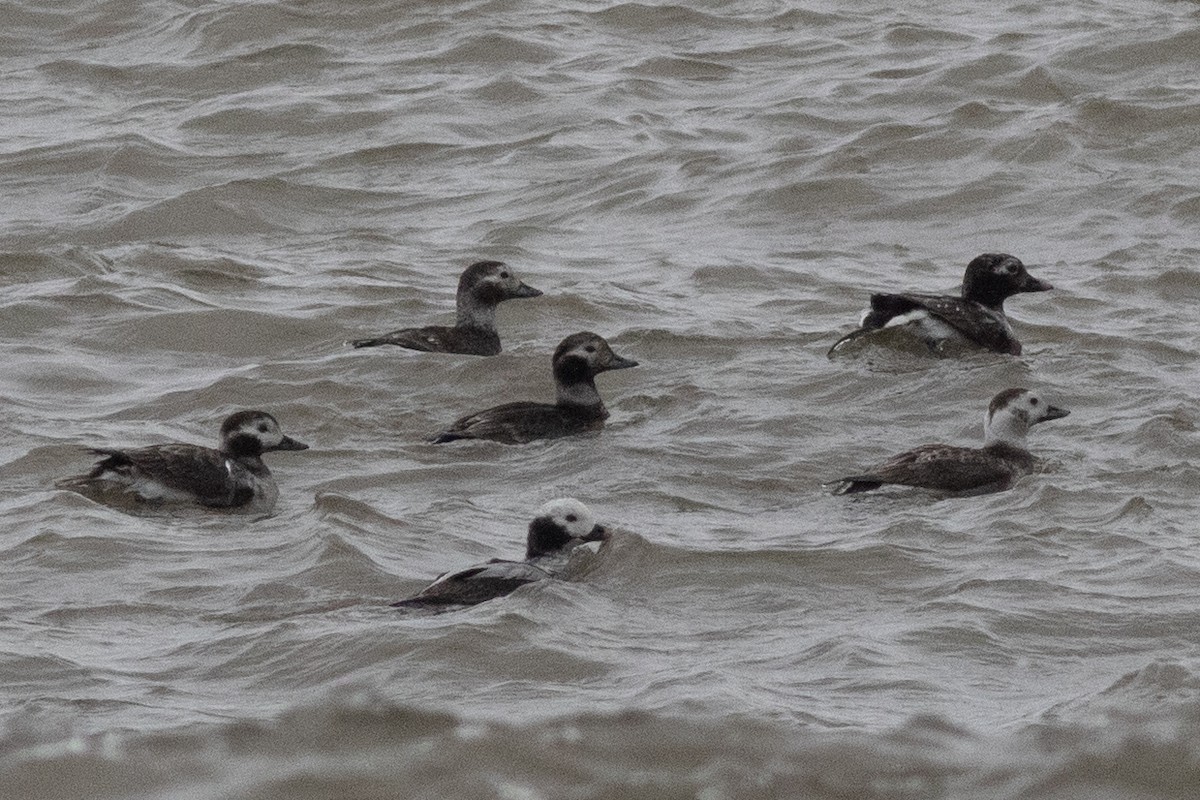 Long-tailed Duck - David Brown