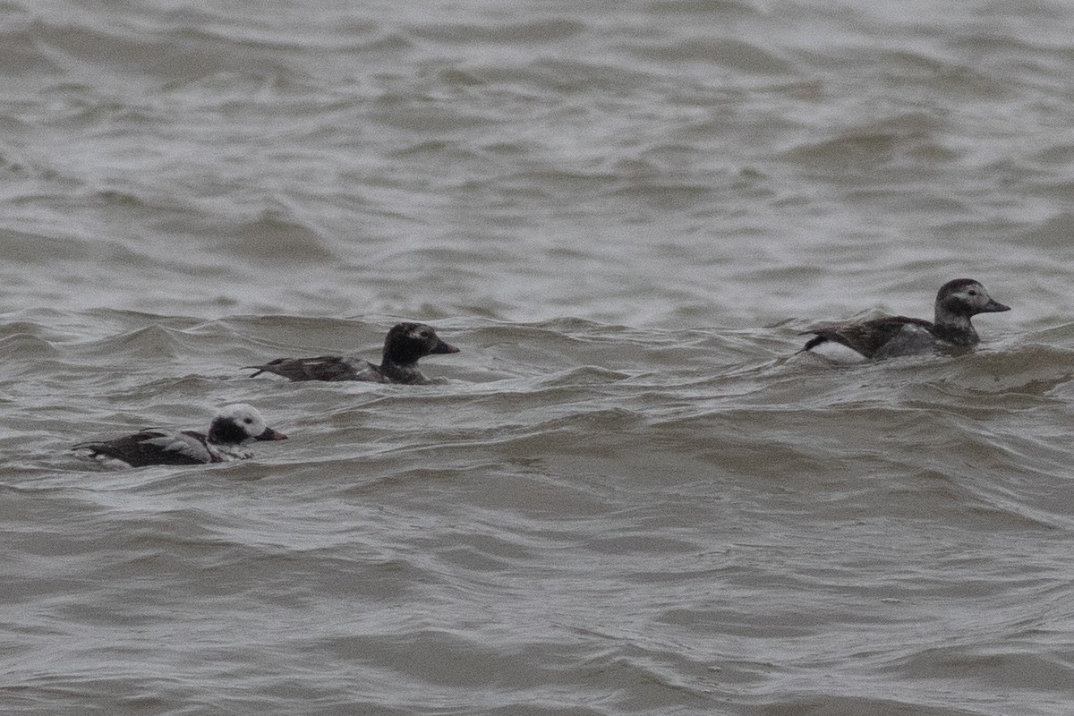 Long-tailed Duck - ML617530638