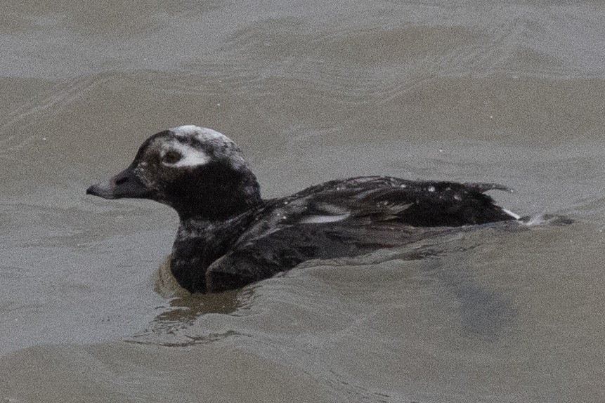 Long-tailed Duck - ML617530654