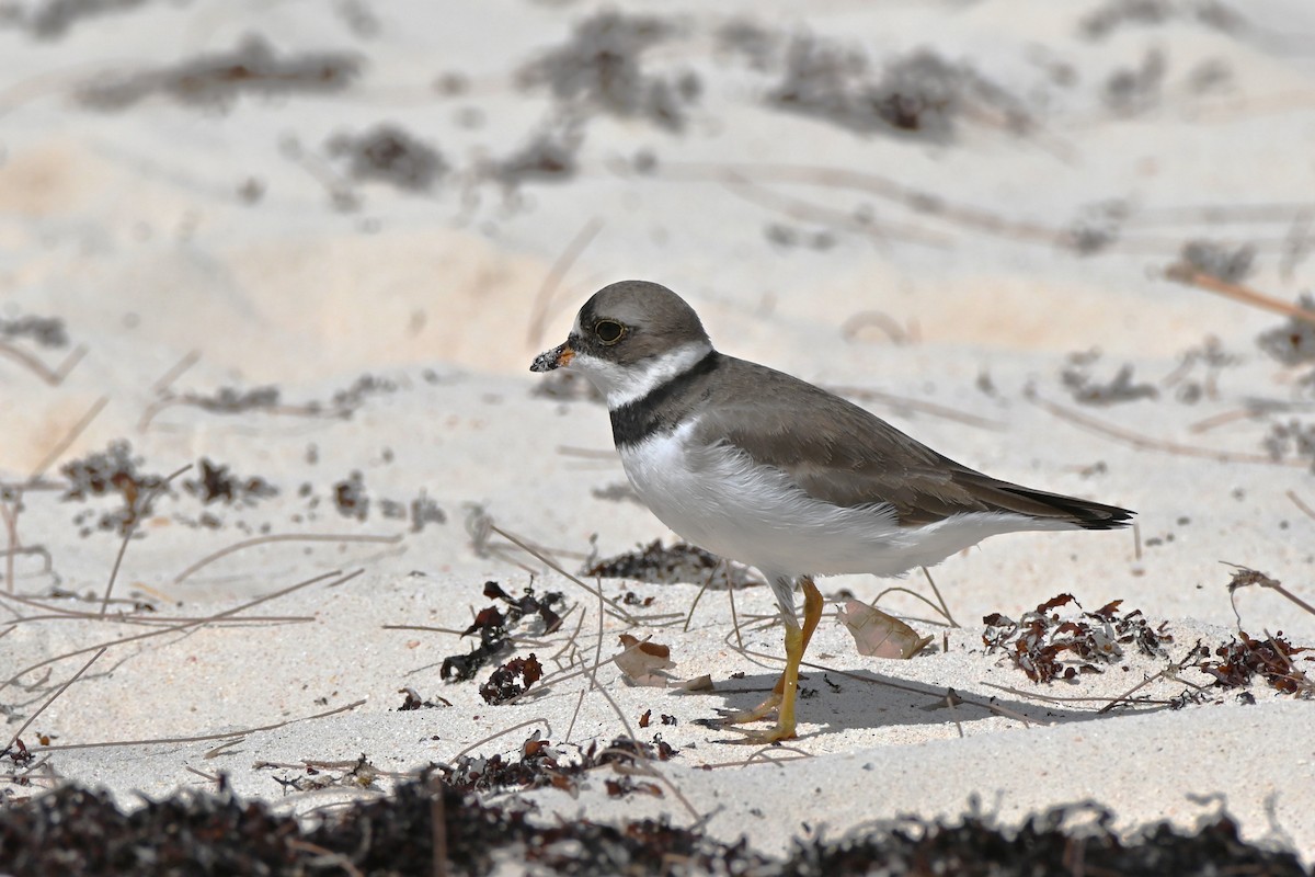 Semipalmated Plover - ML617530698