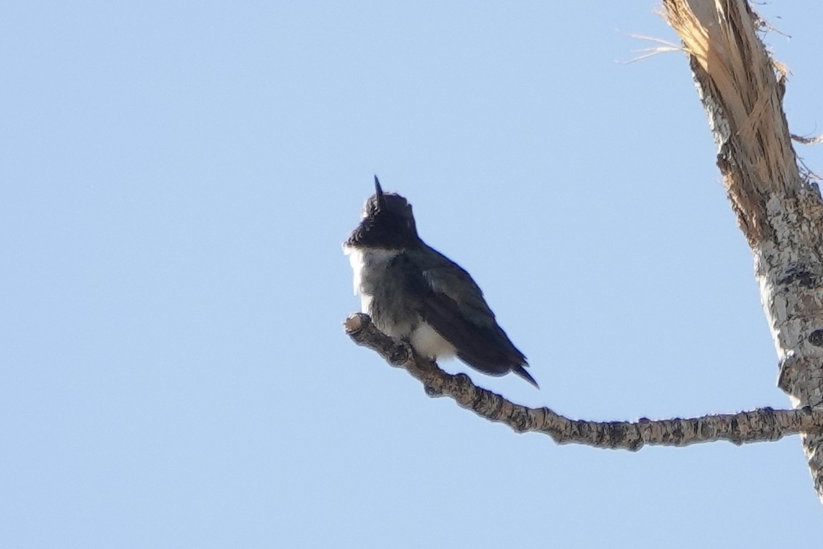 Black-chinned Hummingbird - ML617530827
