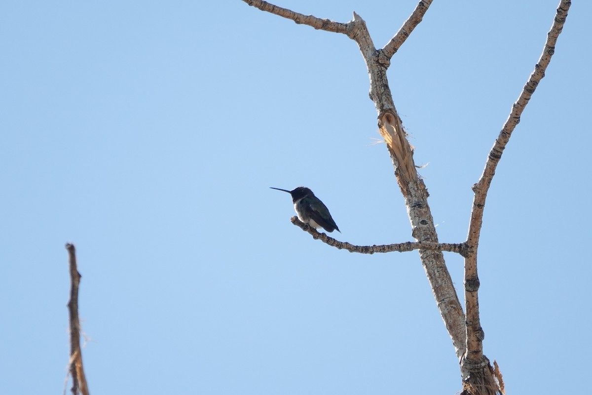 Black-chinned Hummingbird - Sara Griffith