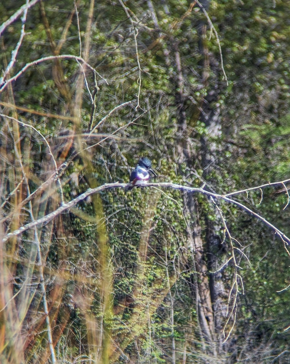 Belted Kingfisher - ML617530895