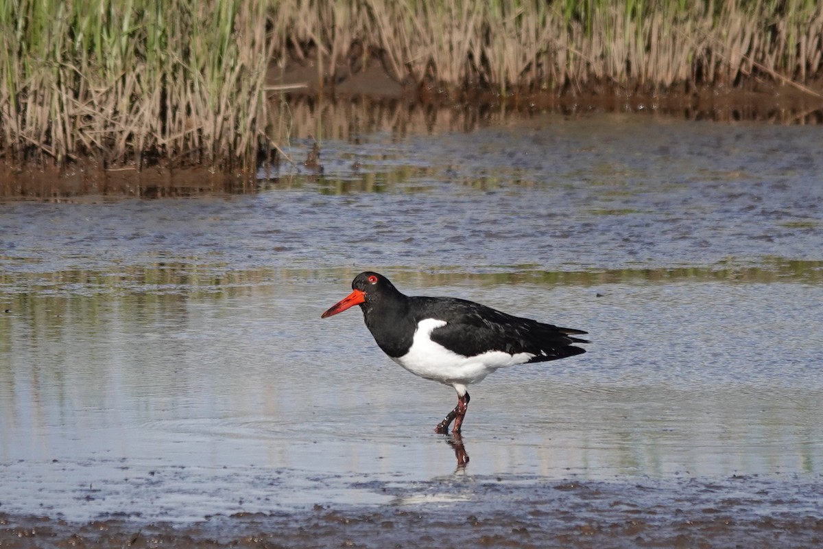 Eurasian Oystercatcher - Roly Pitts