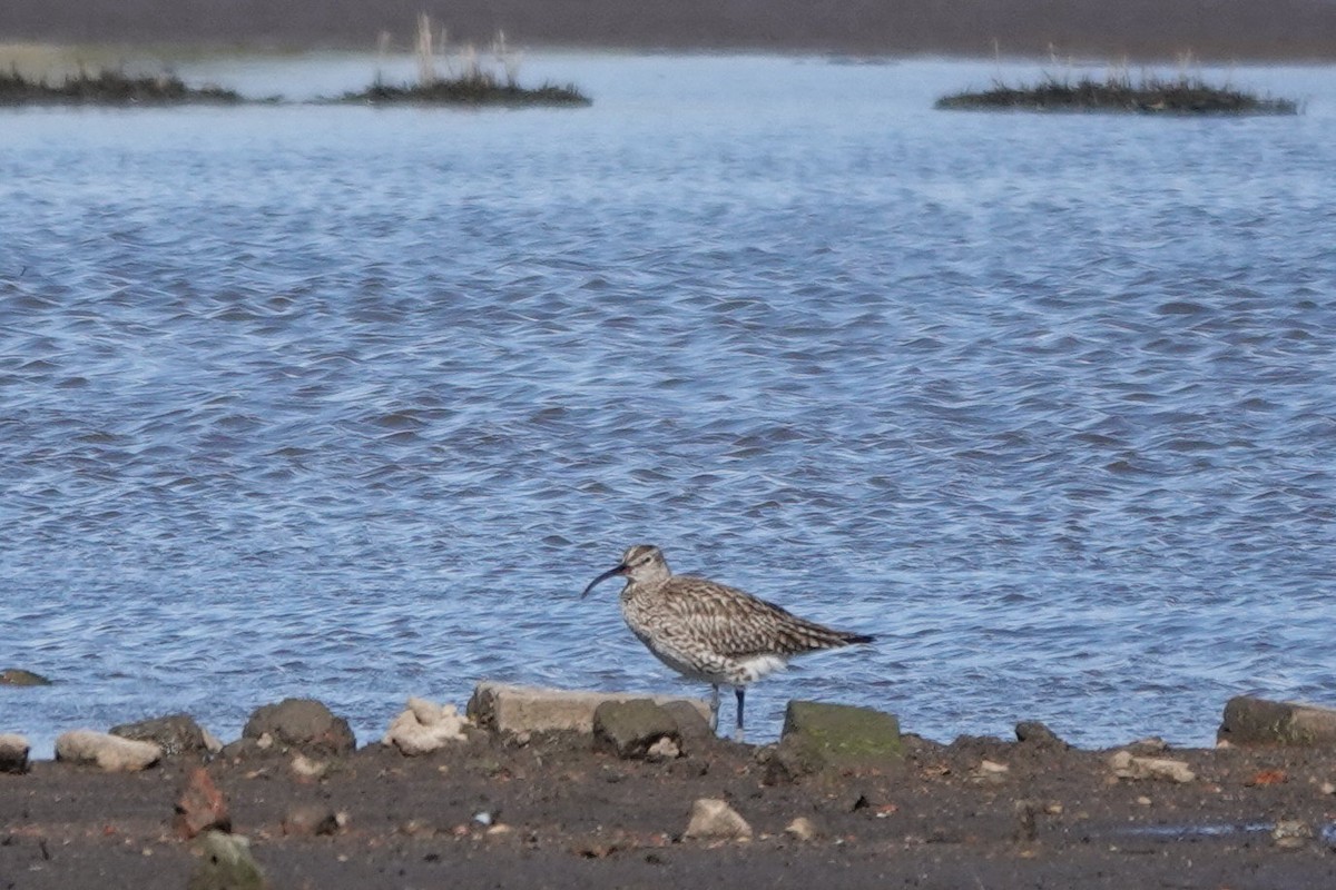 Whimbrel - Roly Pitts