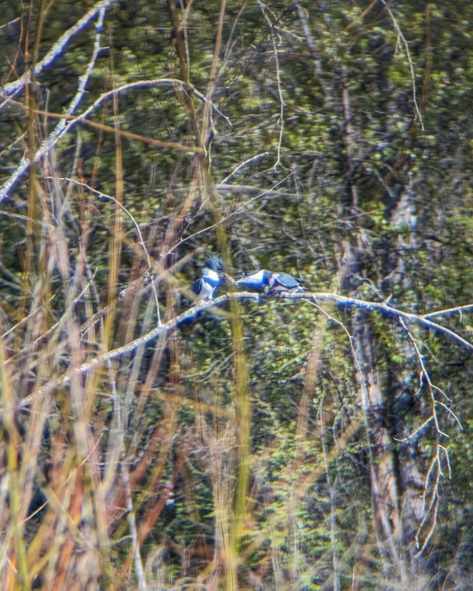 Belted Kingfisher - Cole Brown
