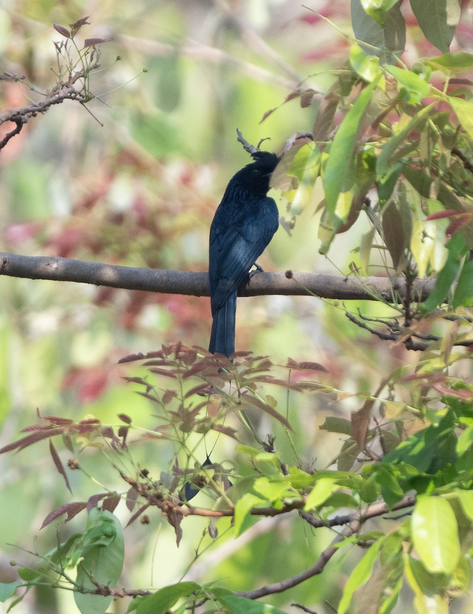 Greater Racket-tailed Drongo - ML617530940