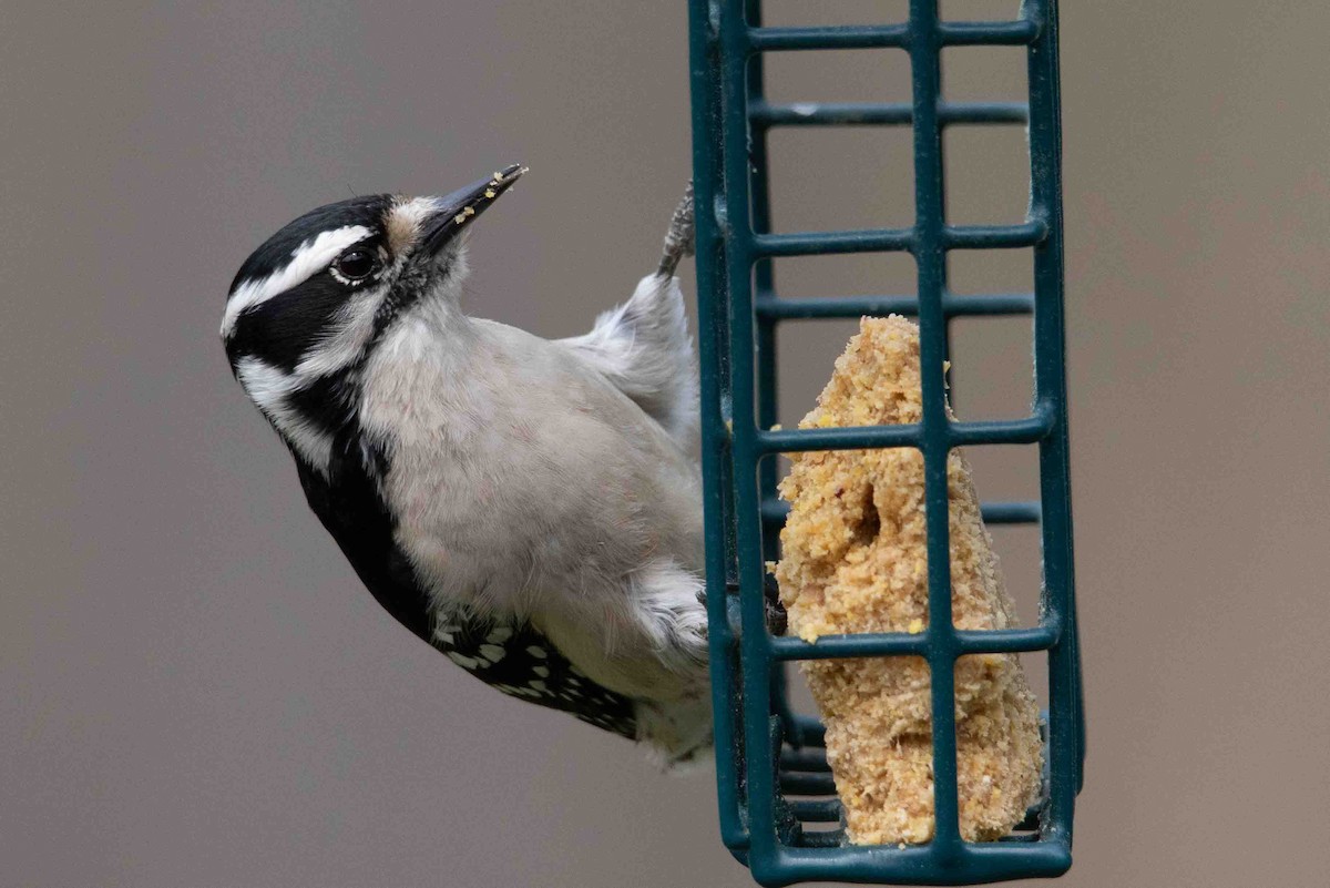 Downy Woodpecker (Eastern) - Ann Van Sant
