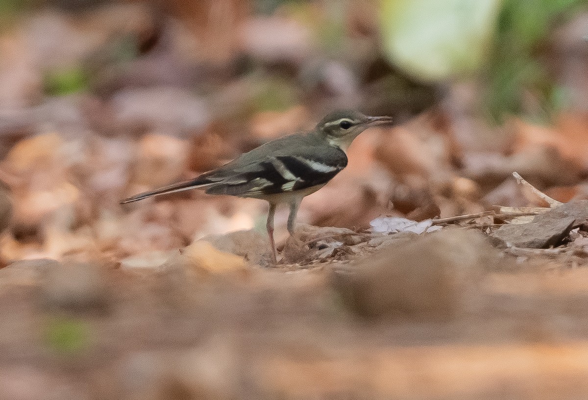 Forest Wagtail - Anurag Mishra