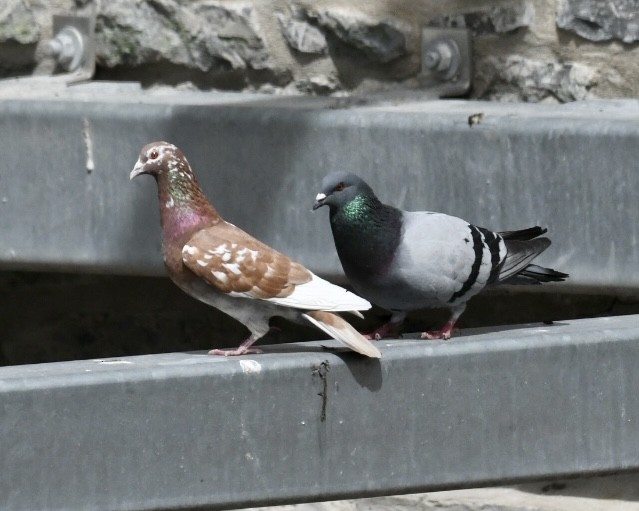 Rock Pigeon (Feral Pigeon) - ML617531033